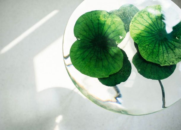 Float: il tavolino coi Fior di loto