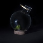 micro serre per piante in miniatura