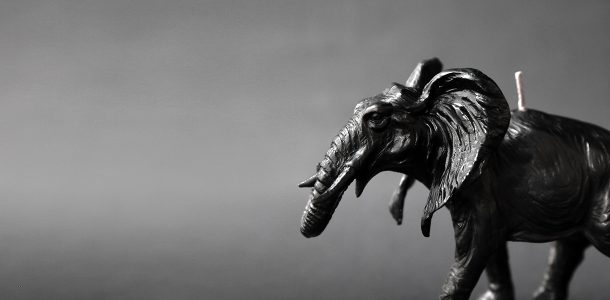 Animal candles by Haoshi