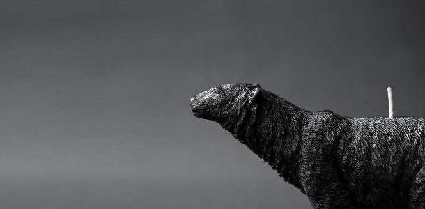 Animal candles by Haoshi