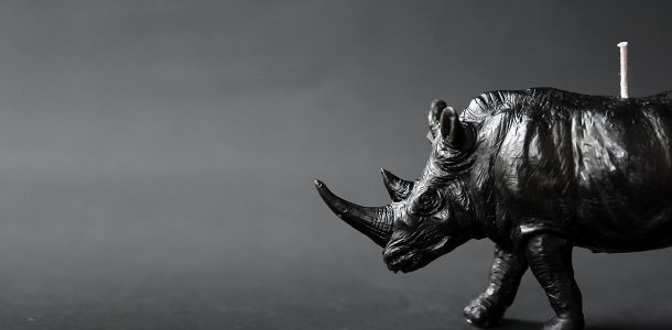 Animal candles by Haoshi