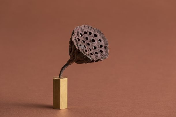 gli Ikebana di Sara Ricciardi