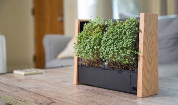 cornice giardino verticale