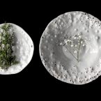 DANIEL VAN DIJCK: Fragility of Things