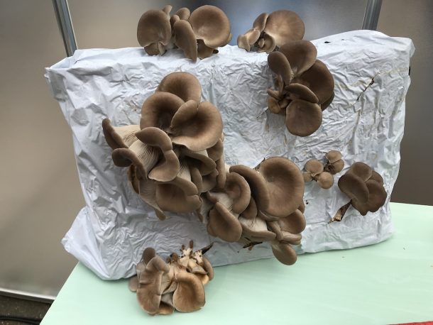 Dutch Design Week 2017 di Eindhoven