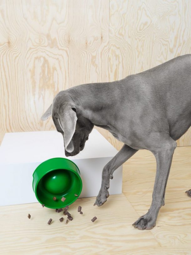 ikea animali domestici