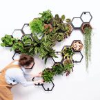 Horticus living Wall