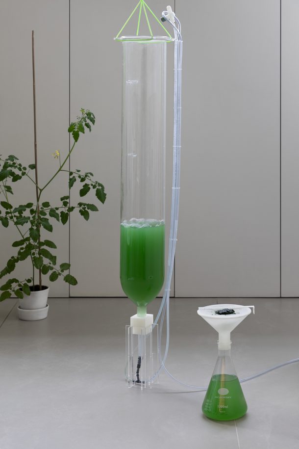 BioBombola, un kit per coltivare in casa le alghe Spirulina