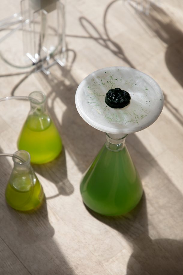 BioBombola, un kit per coltivare in casa le alghe Spirulina