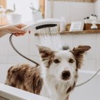 Hansgrohe DogShower