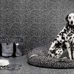 Paola Navone per 2.8 design for dogs