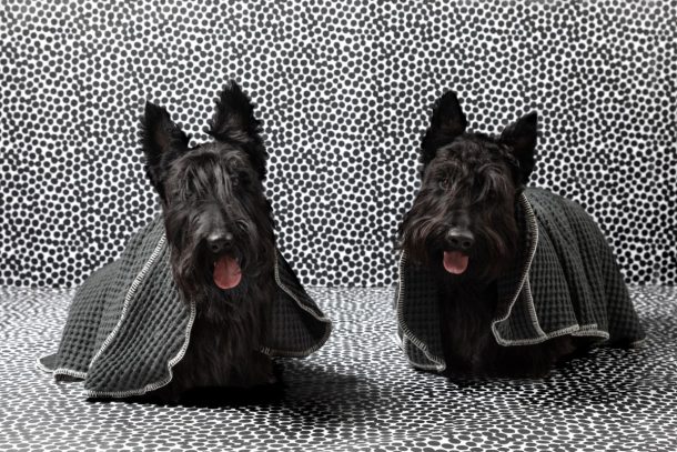 Paola Navone per 2.8 design for dogs